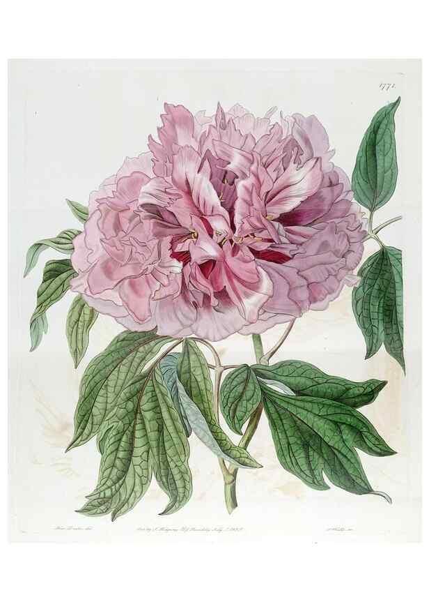 Reproducción/Reproduction 49822804787: Edwards's botanical register.. London :James Ridgway,1829-1847.. 