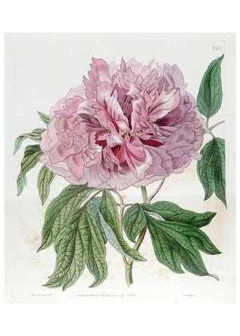 Reproducción/Reproduction 49822804787: Edwards's botanical register.. London :James Ridgway,1829-1847.. 