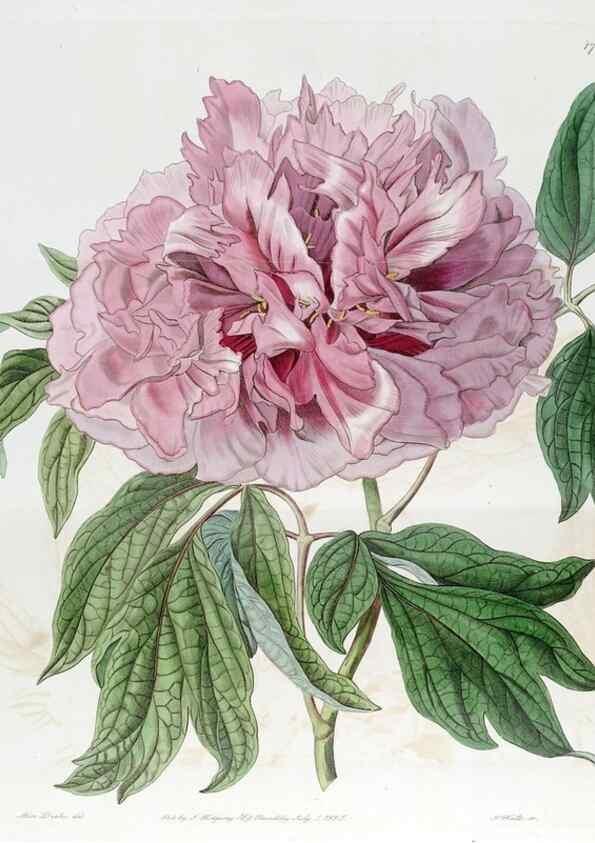 Reproducción/Reproduction 49822804787: Edwards's botanical register.. London :James Ridgway,1829-1847.. 