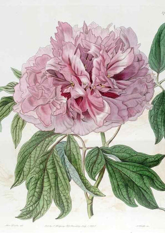 Reproducción/Reproduction 49822804787: Edwards's botanical register.. London :James Ridgway,1829-1847.. 