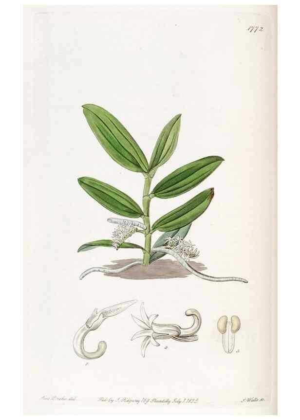 Reproducción/Reproduction 49822492491: Edwards's botanical register.. London :James Ridgway,1829-1847.. 