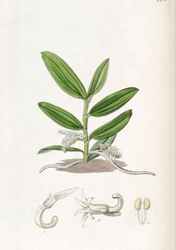 Reproducción/Reproduction 49822492491: Edwards's botanical register.. London :James Ridgway,1829-1847.. 