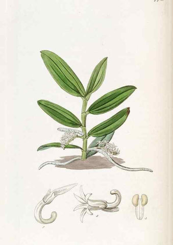 Reproducción/Reproduction 49822492491: Edwards's botanical register.. London :James Ridgway,1829-1847.. 
