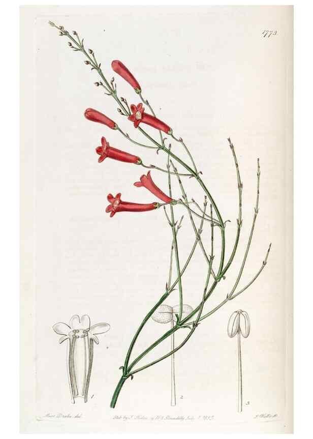 Reproducción/Reproduction 49821954118: Edwards's botanical register.. London :James Ridgway,1829-1847.. 
