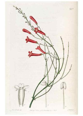 Reproducción/Reproduction 49821954118: Edwards's botanical register.. London :James Ridgway,1829-1847.. 