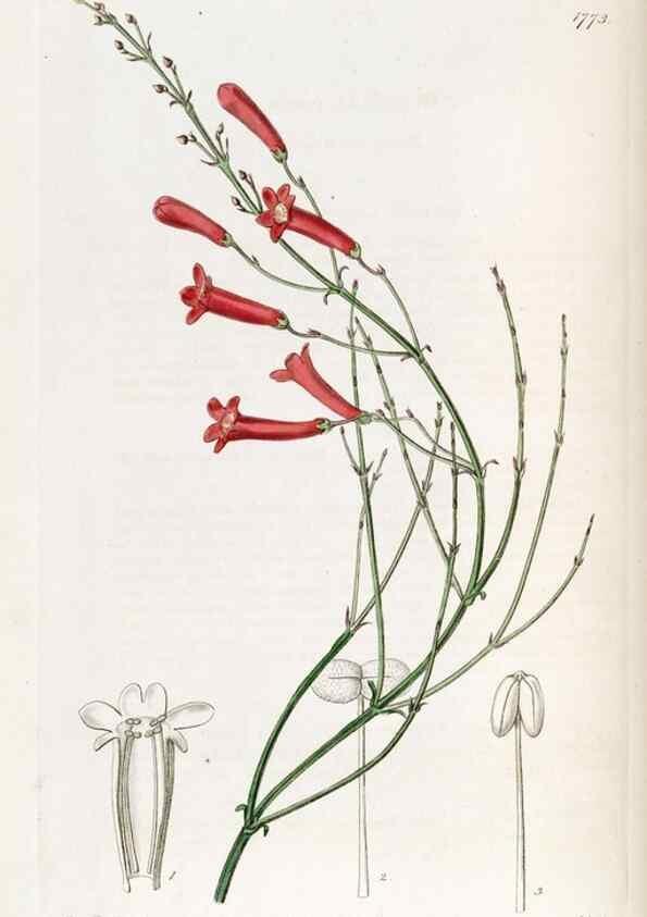 Reproducción/Reproduction 49821954118: Edwards's botanical register.. London :James Ridgway,1829-1847.. 