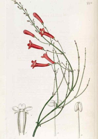 Reproducción/Reproduction 49821954118: Edwards's botanical register.. London :James Ridgway,1829-1847.. 
