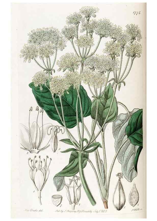 Reproducción/Reproduction 49822806117: Edwards's botanical register.. London :James Ridgway,1829-1847.. 