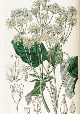 Reproducción/Reproduction 49822806117: Edwards's botanical register.. London :James Ridgway,1829-1847.. 