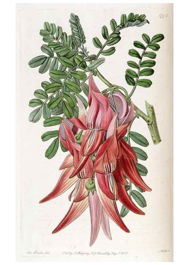 Reproducción/Reproduction 49822493876: Edwards's botanical register.. London :James Ridgway,1829-1847.. 