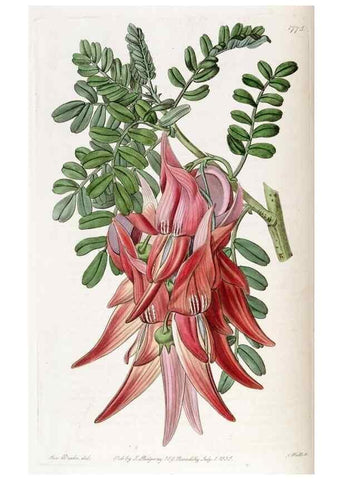 Reproducción/Reproduction 49822493876: Edwards's botanical register.. London :James Ridgway,1829-1847.. 