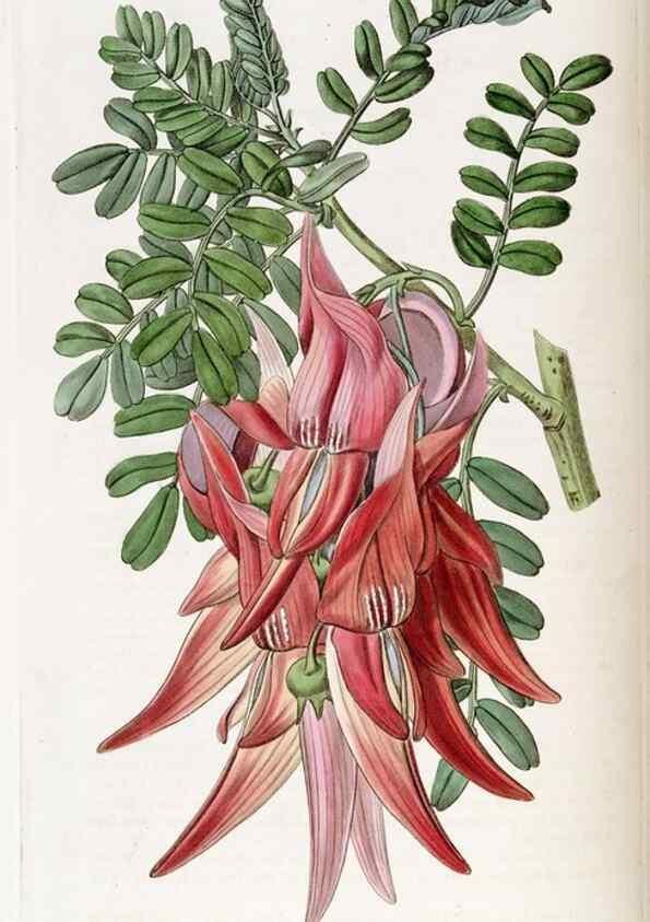Reproducción/Reproduction 49822493876: Edwards's botanical register.. London :James Ridgway,1829-1847.. 