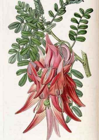 Reproducción/Reproduction 49822493876: Edwards's botanical register.. London :James Ridgway,1829-1847.. 