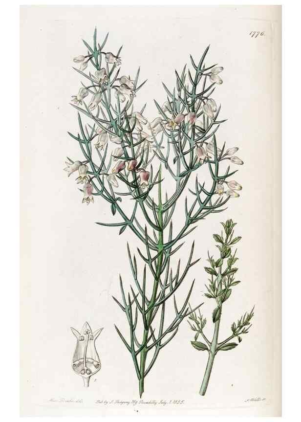 Reproducción/Reproduction 49822806987: Edwards's botanical register.. London :James Ridgway,1829-1847.. 