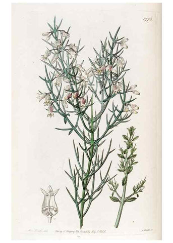 Reproducción/Reproduction 49822806987: Edwards's botanical register.. London :James Ridgway,1829-1847.. 