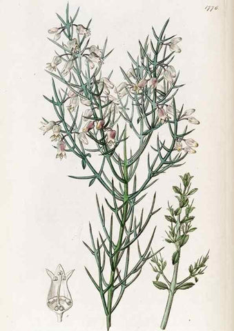 Reproducción/Reproduction 49822806987: Edwards's botanical register.. London :James Ridgway,1829-1847.. 