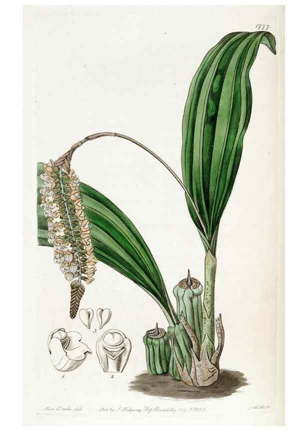 Reproducción/Reproduction 49822494681: Edwards's botanical register.. London :James Ridgway,1829-1847.. 