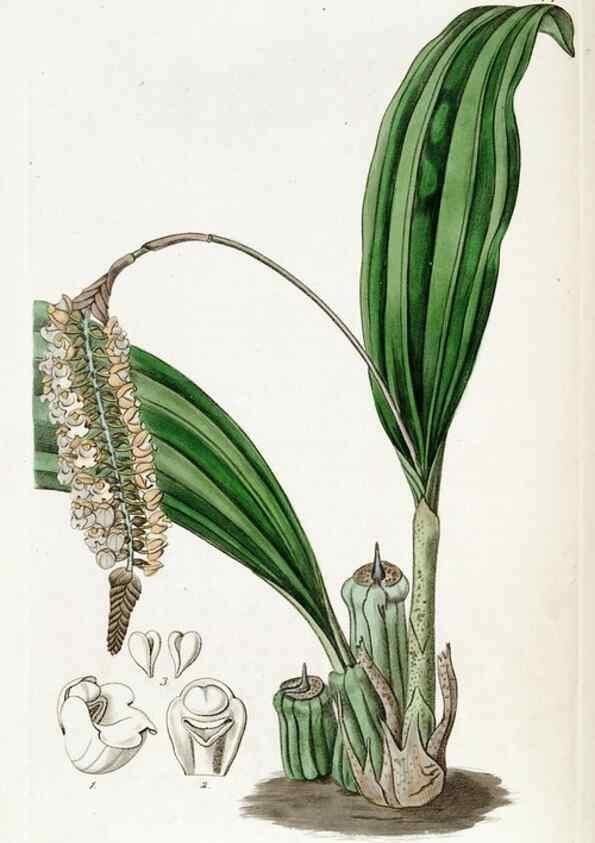 Reproducción/Reproduction 49822494681: Edwards's botanical register.. London :James Ridgway,1829-1847.. 