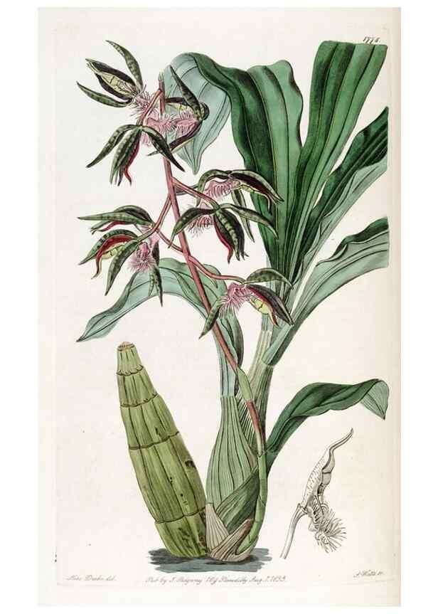 Reproducción/Reproduction 49822495151: Edwards's botanical register.. London :James Ridgway,1829-1847.. 
