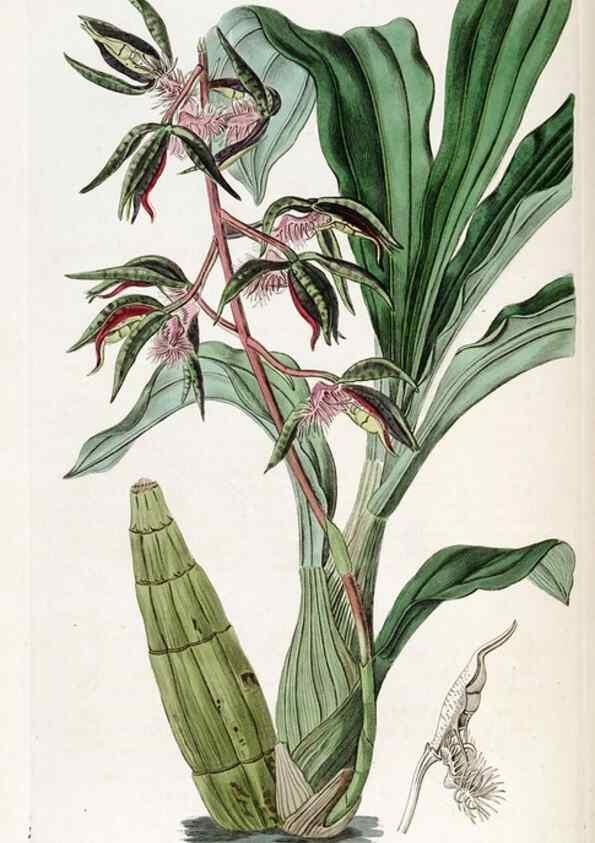 Reproducción/Reproduction 49822495151: Edwards's botanical register.. London :James Ridgway,1829-1847.. 