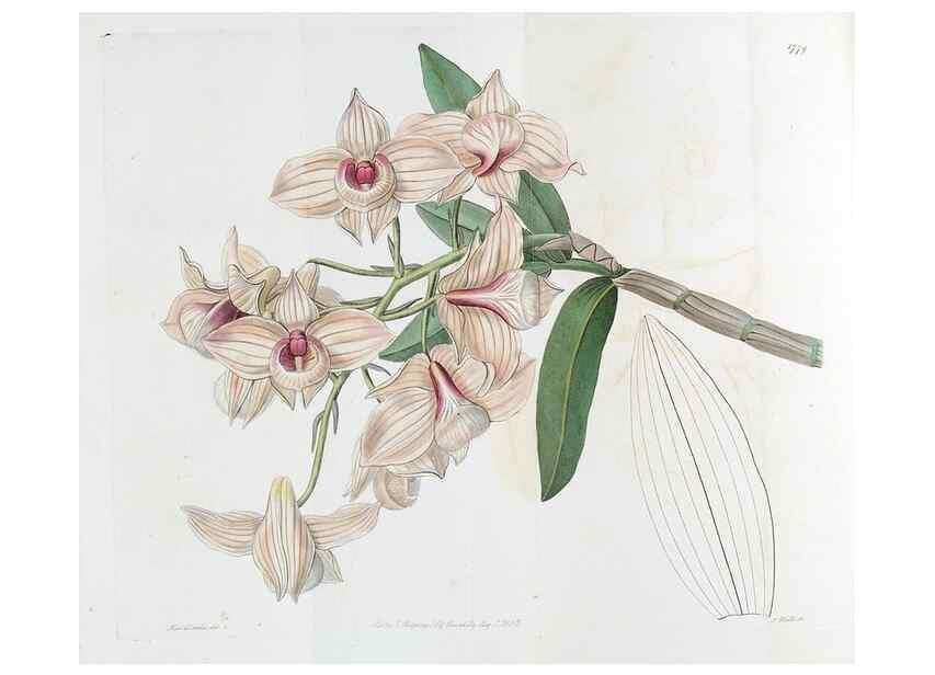 Reproducción/Reproduction 49822808337: Edwards's botanical register.. London :James Ridgway,1829-1847.. 
