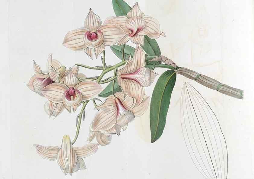 Reproducción/Reproduction 49822808337: Edwards's botanical register.. London :James Ridgway,1829-1847.. 