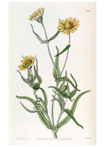 Reproducción/Reproduction 49822495921: Edwards's botanical register.. London :James Ridgway,1829-1847.. 