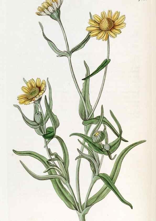 Reproducción/Reproduction 49822495921: Edwards's botanical register.. London :James Ridgway,1829-1847.. 