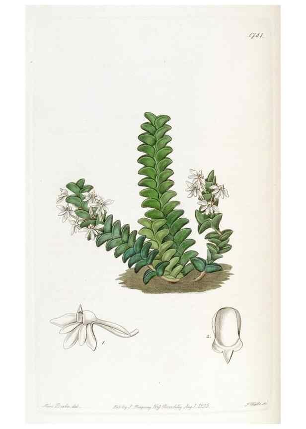Reproducción/Reproduction 49822809117: Edwards's botanical register.. London :James Ridgway,1829-1847.. 