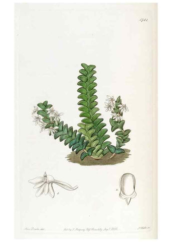 Reproducción/Reproduction 49822809117: Edwards's botanical register.. London :James Ridgway,1829-1847.. 
