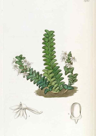 Reproducción/Reproduction 49822809117: Edwards's botanical register.. London :James Ridgway,1829-1847.. 
