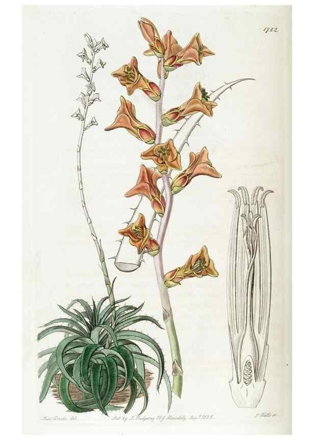 Reproducción/Reproduction 49822809542: Edwards's botanical register.. London :James Ridgway,1829-1847.. 
