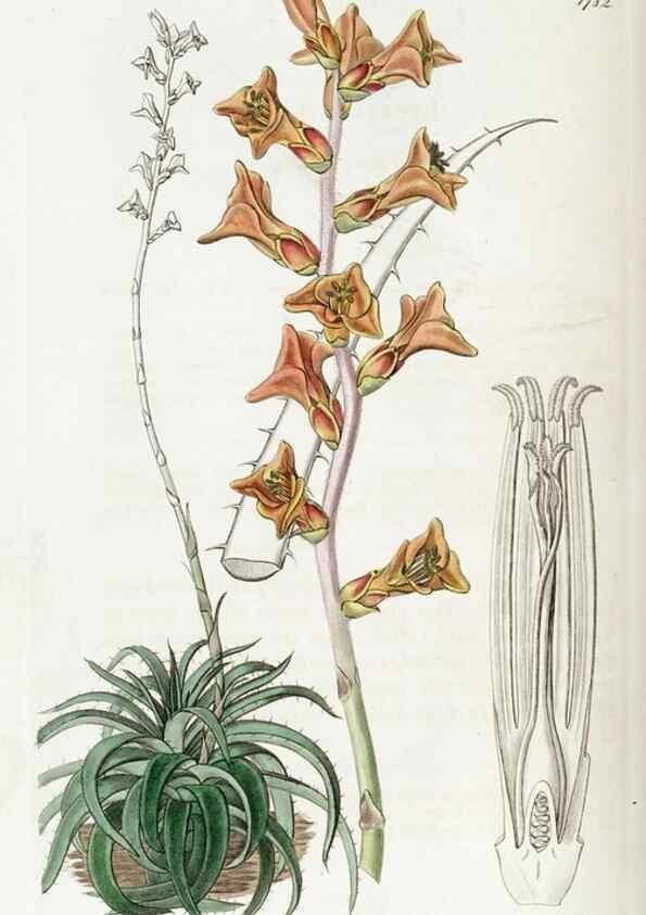 Reproducción/Reproduction 49822809542: Edwards's botanical register.. London :James Ridgway,1829-1847.. 