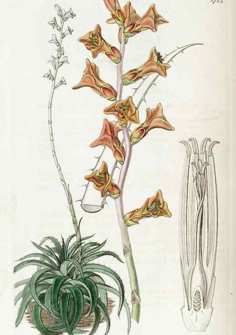 Reproducción/Reproduction 49822809542: Edwards's botanical register.. London :James Ridgway,1829-1847.. 