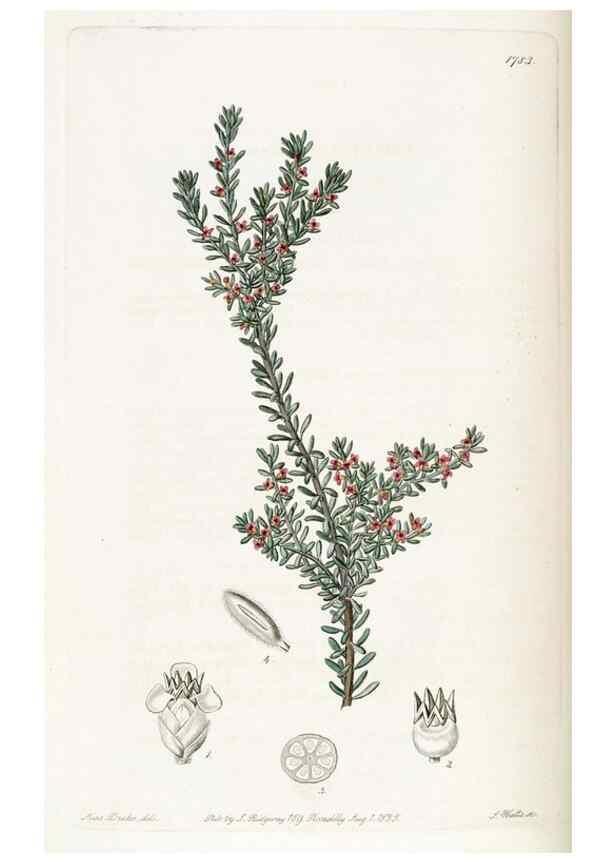 Reproducción/Reproduction 49821958533: Edwards's botanical register.. London :James Ridgway,1829-1847.. 