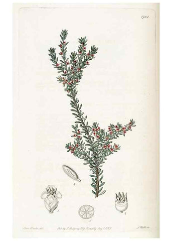 Reproducción/Reproduction 49821958533: Edwards's botanical register.. London :James Ridgway,1829-1847.. 