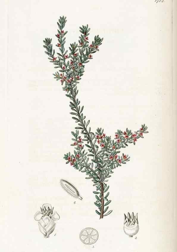 Reproducción/Reproduction 49821958533: Edwards's botanical register.. London :James Ridgway,1829-1847.. 