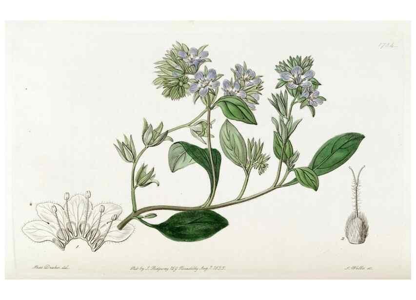 Reproducción/Reproduction 49821958938: Edwards's botanical register.. London :James Ridgway,1829-1847.. 