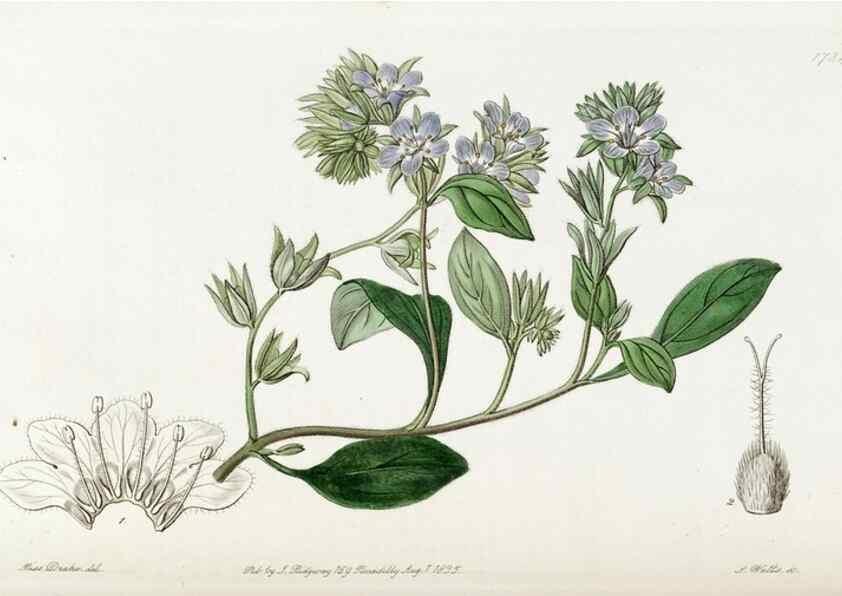 Reproducción/Reproduction 49821958938: Edwards's botanical register.. London :James Ridgway,1829-1847.. 