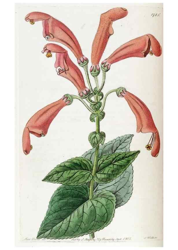 Reproducción/Reproduction 49821959443: Edwards's botanical register.. London :James Ridgway,1829-1847.. 