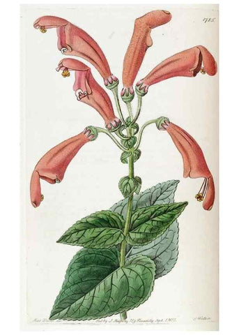 Reproducción/Reproduction 49821959443: Edwards's botanical register.. London :James Ridgway,1829-1847.. 
