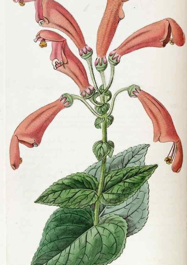 Reproducción/Reproduction 49821959443: Edwards's botanical register.. London :James Ridgway,1829-1847.. 