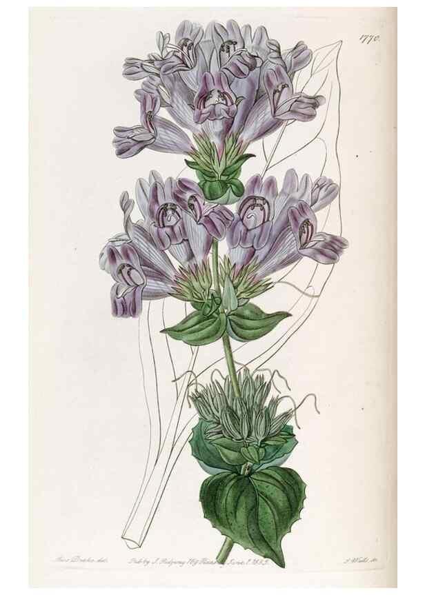 Reproducción/Reproduction 49822804167: Edwards's botanical register.. London :James Ridgway,1829-1847.. 