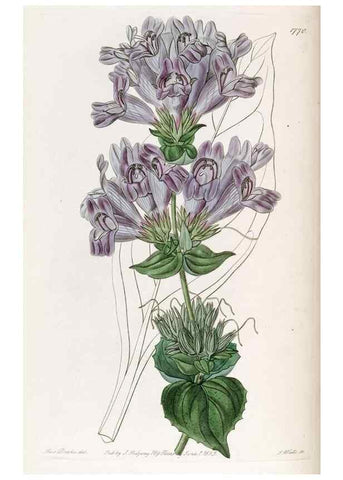 Reproducción/Reproduction 49822804167: Edwards's botanical register.. London :James Ridgway,1829-1847.. 