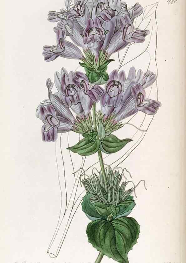 Reproducción/Reproduction 49822804167: Edwards's botanical register.. London :James Ridgway,1829-1847.. 