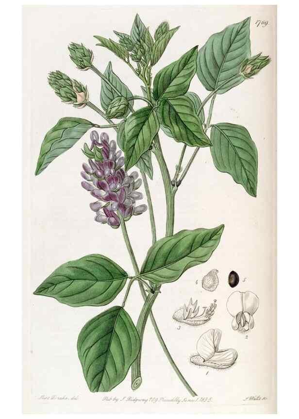 Reproducción/Reproduction 49822803732: Edwards's botanical register.. London :James Ridgway,1829-1847.. 
