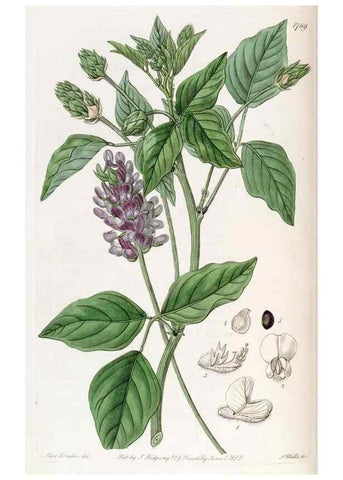 Reproducción/Reproduction 49822803732: Edwards's botanical register.. London :James Ridgway,1829-1847.. 