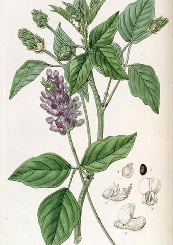 Reproducción/Reproduction 49822803732: Edwards's botanical register.. London :James Ridgway,1829-1847.. 