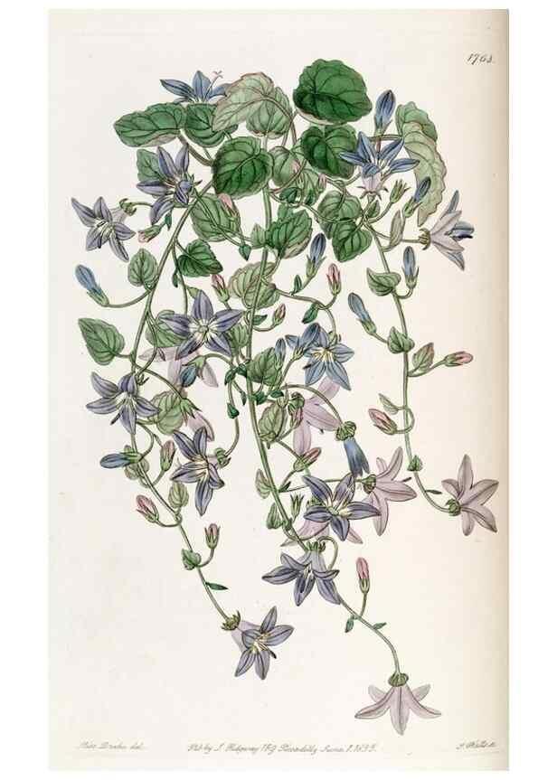 Reproducción/Reproduction 49822490691: Edwards's botanical register.. London :James Ridgway,1829-1847.. 