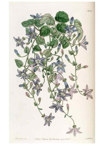 Reproducción/Reproduction 49822490691: Edwards's botanical register.. London :James Ridgway,1829-1847.. 